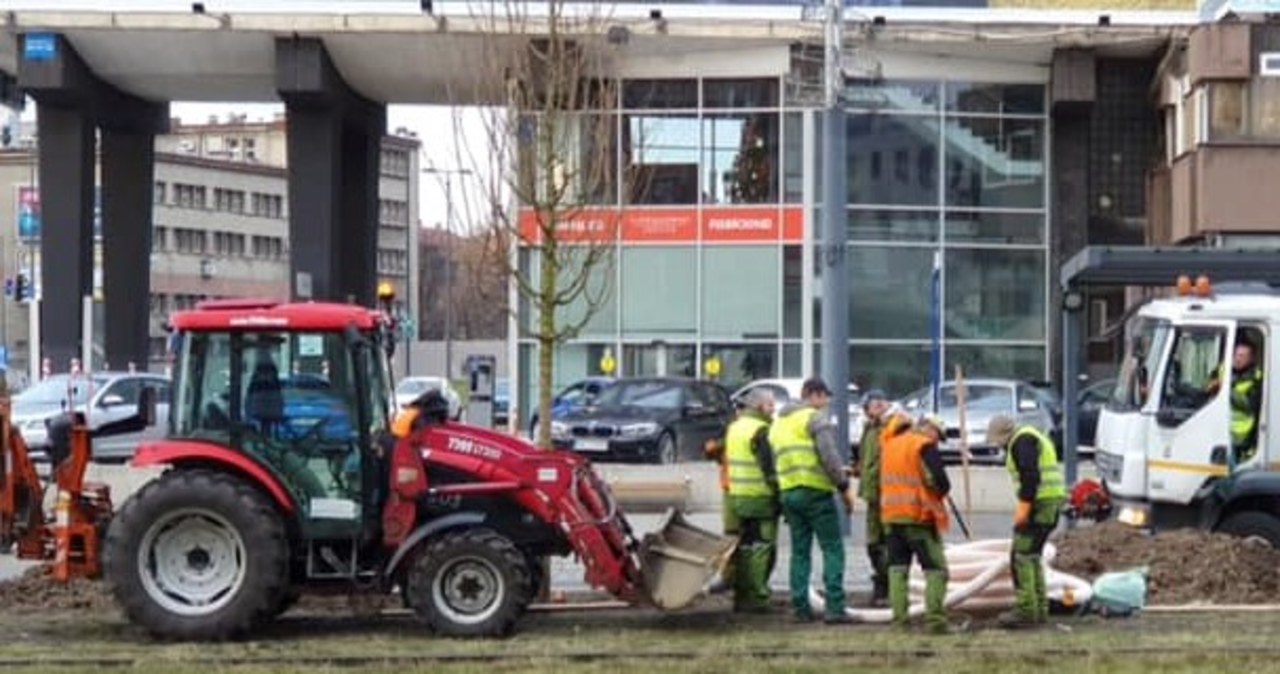 Rozpoczęło się sadzenie klonów przy al. Korfantego w Katowicach