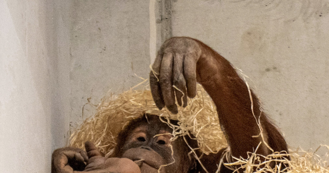 Para orangutanów zamieszkała w łódzkim zoo. Poznajcie Ketawę i Budiego!