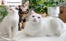 Tym Instagramem rządzą koty. Są na każdym zdjęciu!