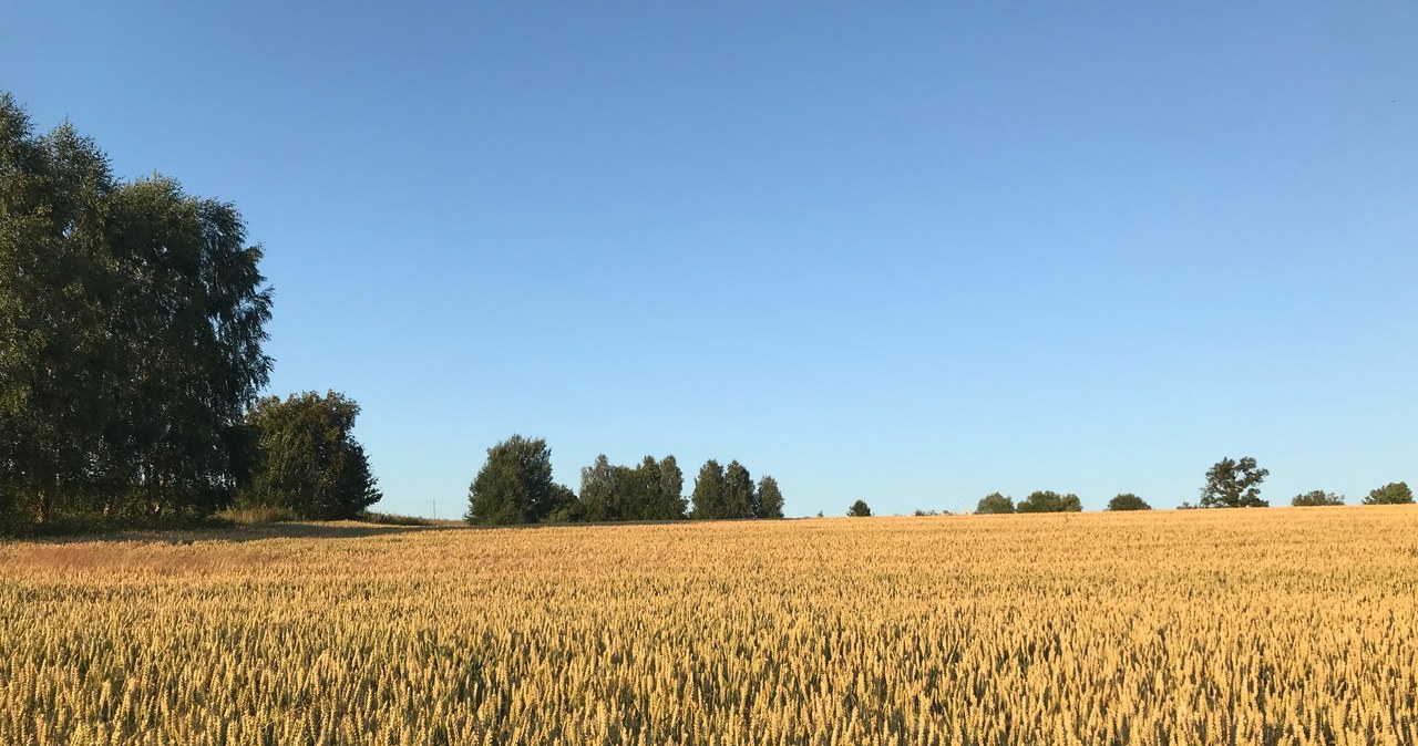 CBA i ABW zatrzymały sześć osób podejrzewanych o korupcję na szkodę szczecińskiej ARiMR