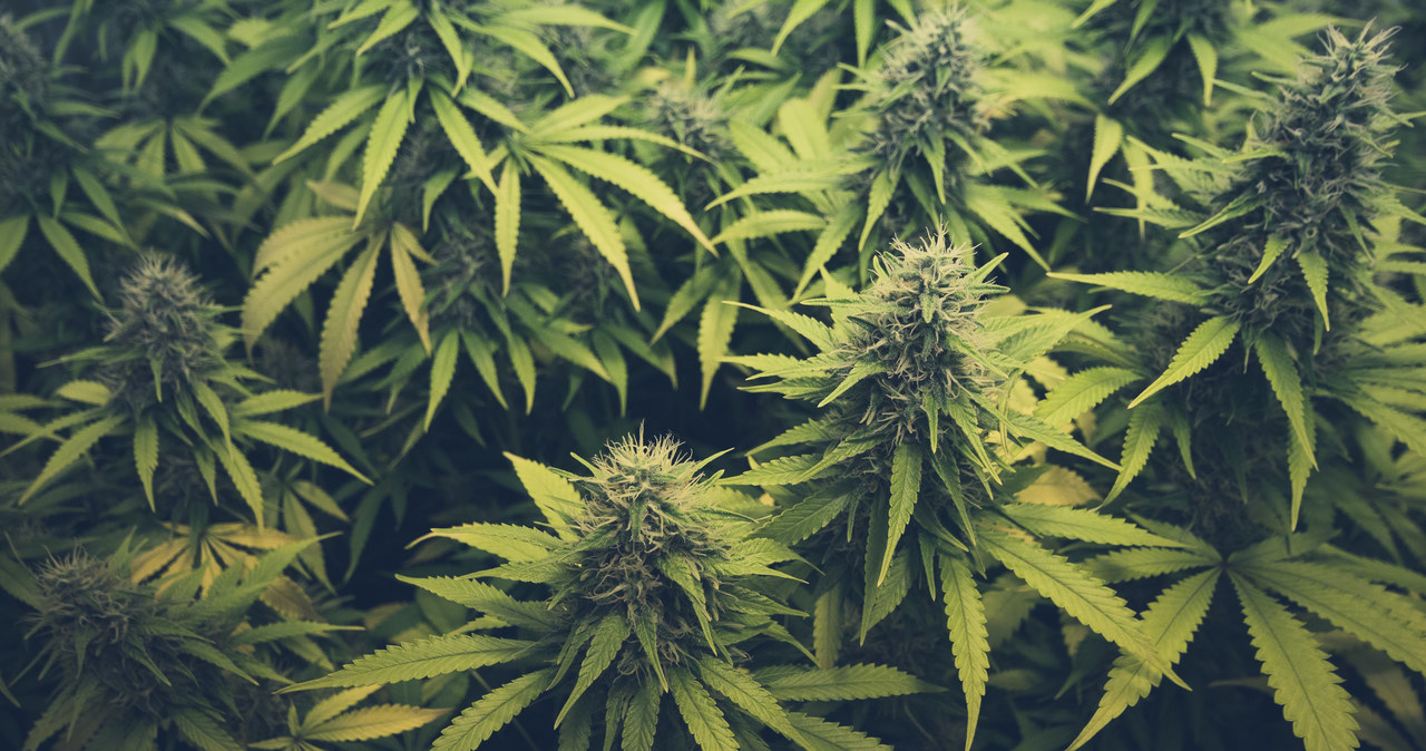 Malta legalizuje marihuanę. Jako pierwszy kraj w UE