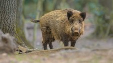 Dzikie zwierzęta w polskich miastach. Co zrobić w przypadku spotkania z dzikiem?