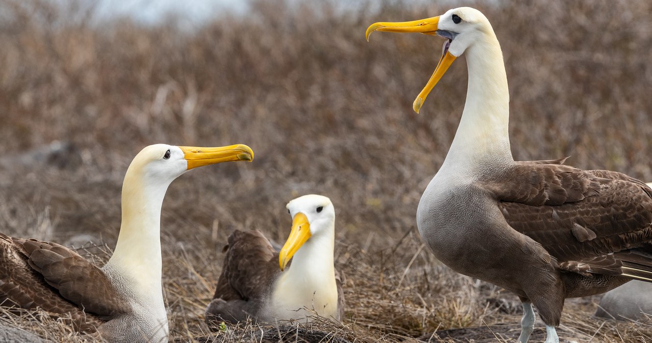 Albatrosy coraz częściej „rozwodzą się”. Przez zmiany klimatu