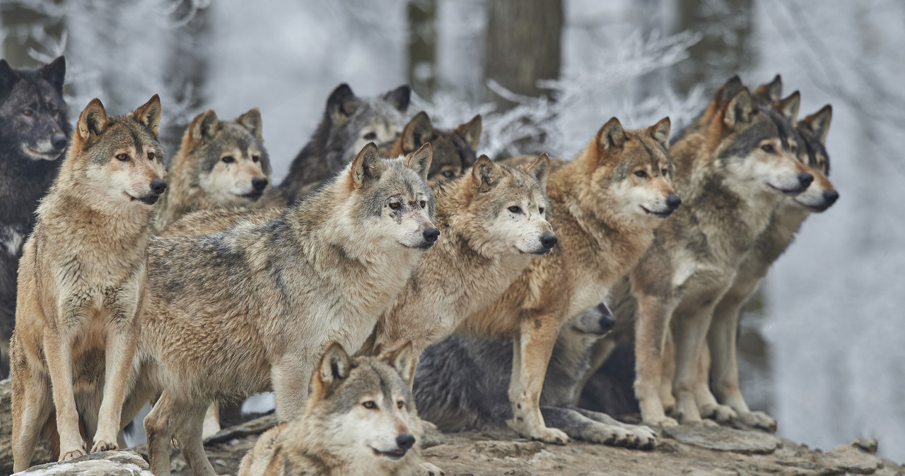 Wilki uciekły z francuskiego zoo. Część zwierząt została zastrzelona