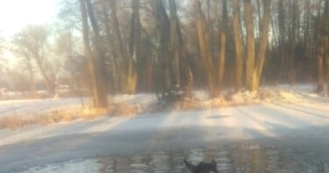 Akcja strażaków w Winnikach. Konie wpadły do zamarzniętego stawu