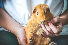 Jak dbać o świnkę morską? Dowiedz się więcej o małym zwierzątku