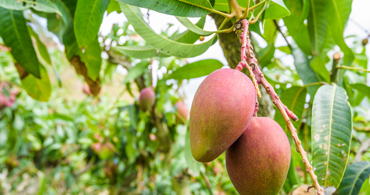 We Włoszech uprawia się coraz więcej bananów, mango, awokado. Wszystko przez zmiany klimatu