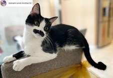 ​Kotka, która przypomina Freddiego Mercury’ego, robi furorę w Internecie