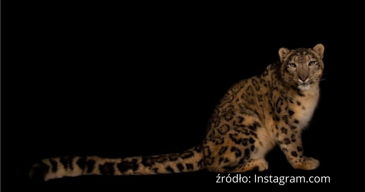 Śnieżna pantera zmarła po zarażeniu się koronawirusem