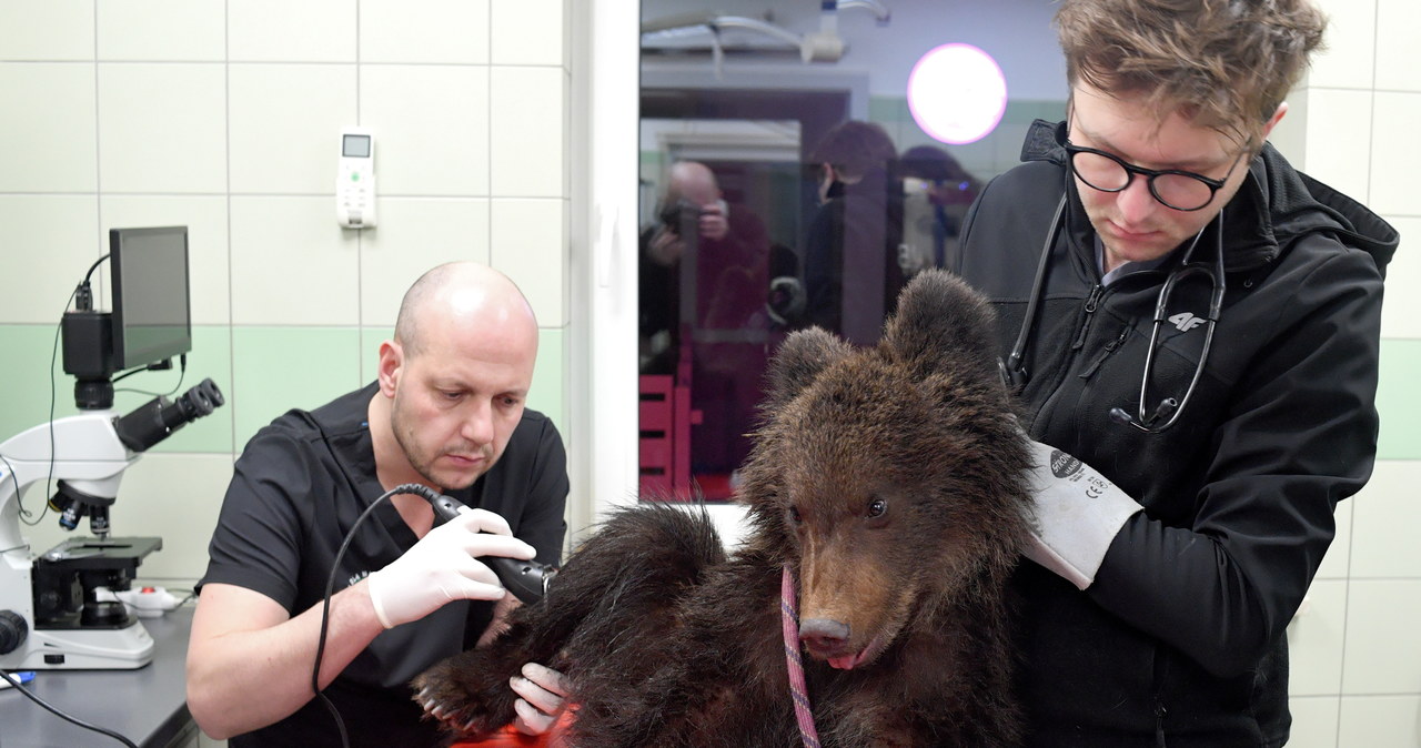Wilki szły już jego tropem. Leśnicy uratowali porzuconego niedźwiadka