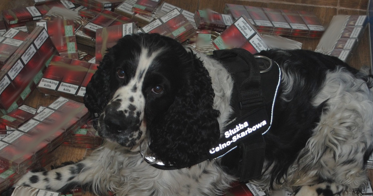 Spaniel pomógł wykryć przemyt ponad 500 paczek papierosów