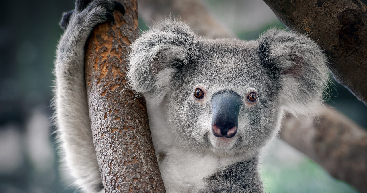 Australia zwiększa wydatki na ochronę koali