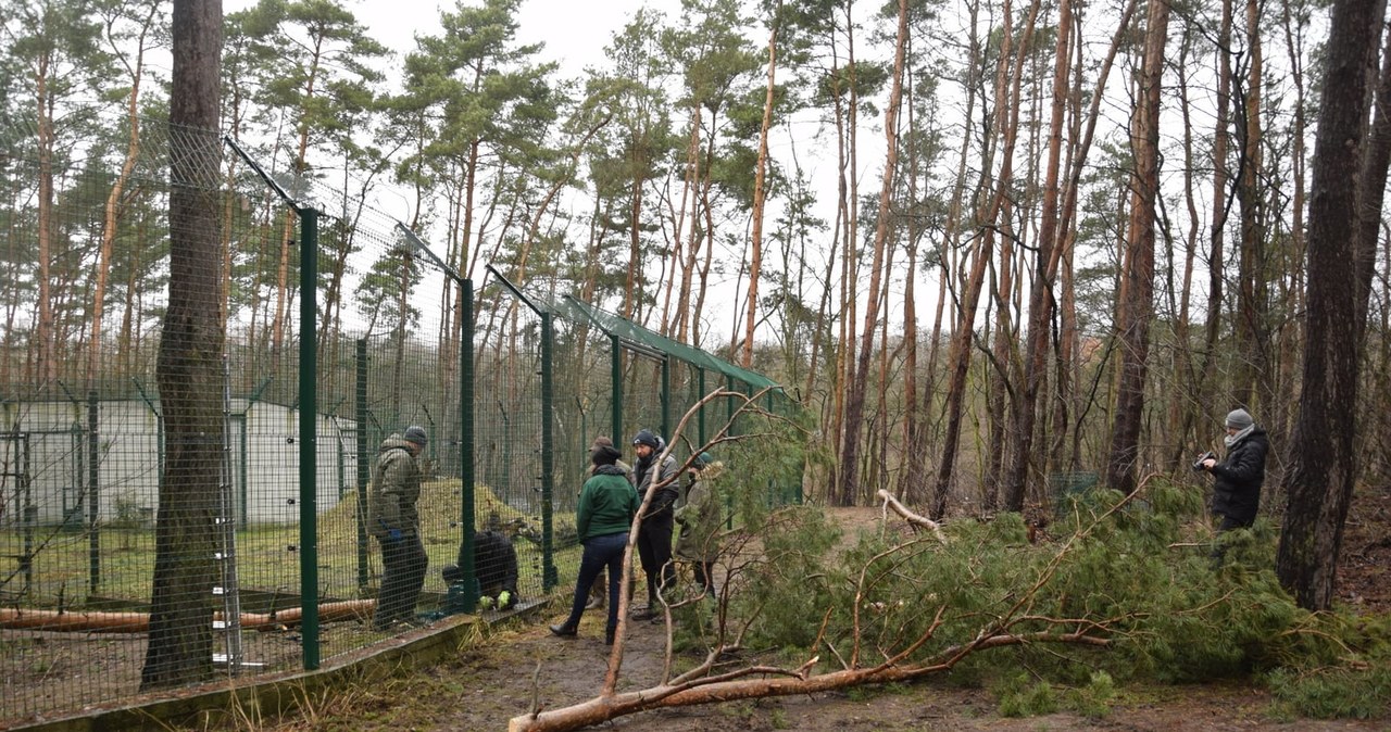 Zniszczenia w ogrodzie zoologicznym w Poznaniu. Nowe Zoo zamknięte