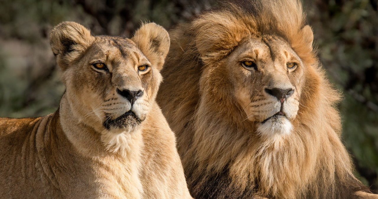 Lwica zabiła pracownika zoo i uciekła z innym lwem