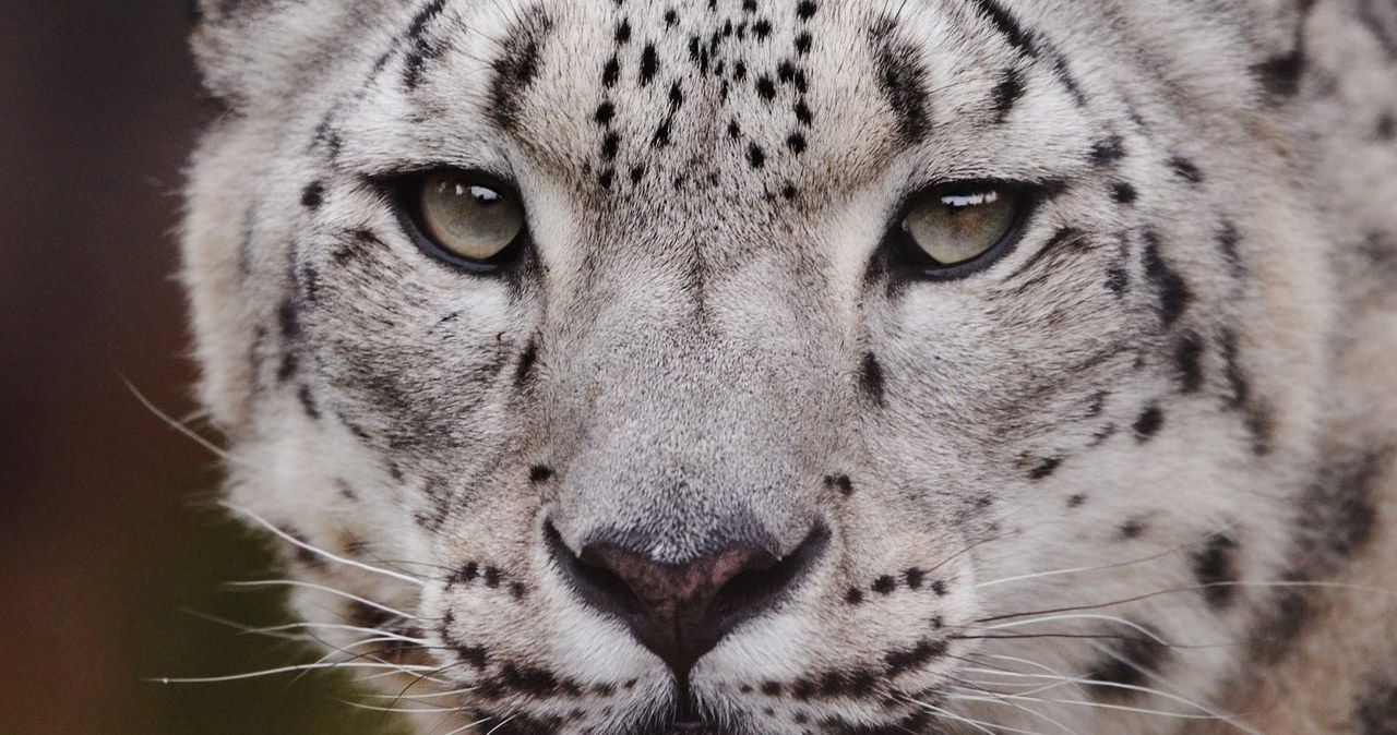 Warszawskie zoo testuje zwierzęta, u których podejrzewa Covid-19
