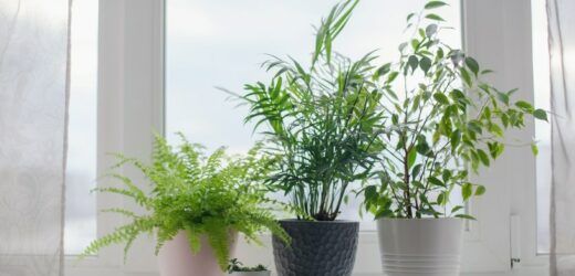 Rośliny doniczkowe będą rosły jak szalone. 5 nietypowych sztuczek