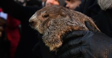 Dzień Świstaka 2022. Kiedy przyjdzie wiosna?