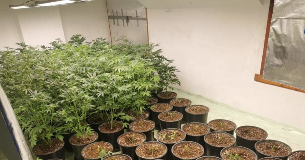 ​Ponad 400 krzewów konopi indyjskich. Policjanci zlikwidowali plantację