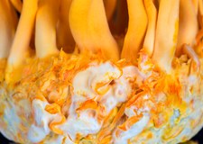 Kordyceps chiński. Grzyb o wyjątkowych właściwościach