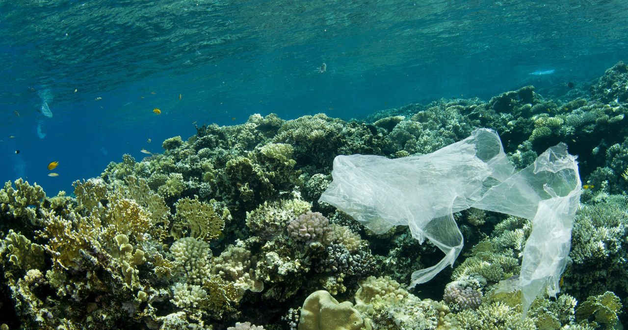 Oceaniczne głębiny pełne plastiku