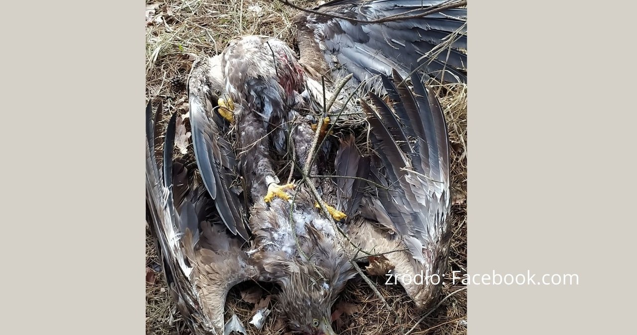Orły bieliki zakleszczyły się w czasie walki. Spadły na ziemię