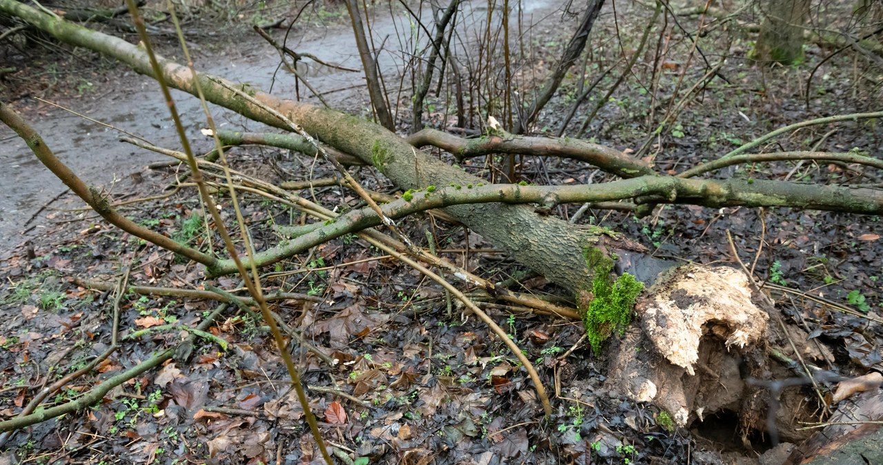 Wielkopolska: Powalone drzewa, zerwanie sieci energetyczne