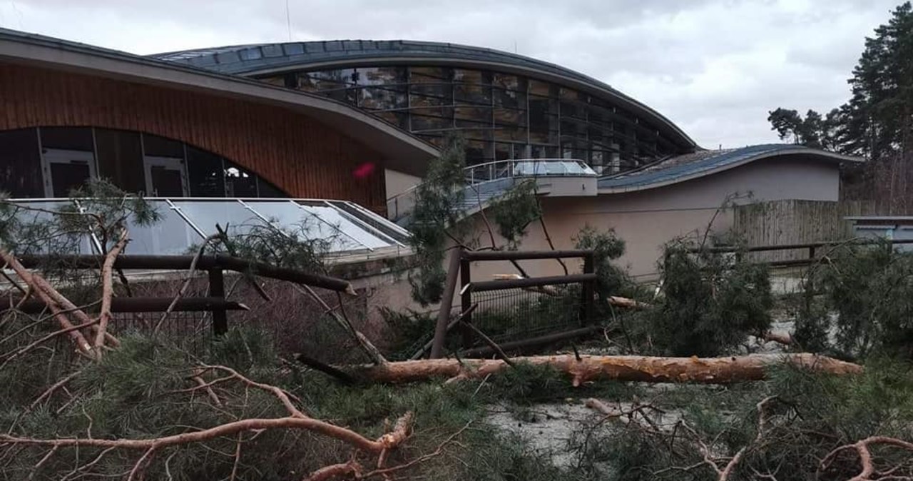Zamknięto Nowe Zoo w Poznaniu. Powodem silny wiatr