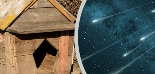 Meteoroid trafił w psią budę. Teraz jest warta majątek!