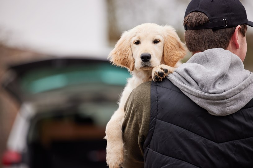 Porwania rasowych psów. Czym jest dognapping?