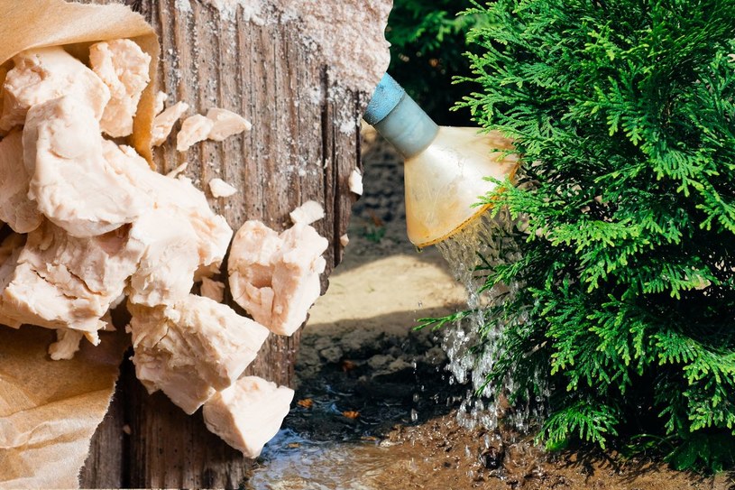 Zrób w domu prostą mieszankę i wlej pod tuje. Będą rosły jak szalone