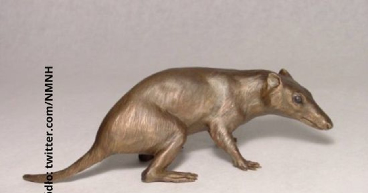 Genom przodka wszystkich ssaków zrekonstruowany