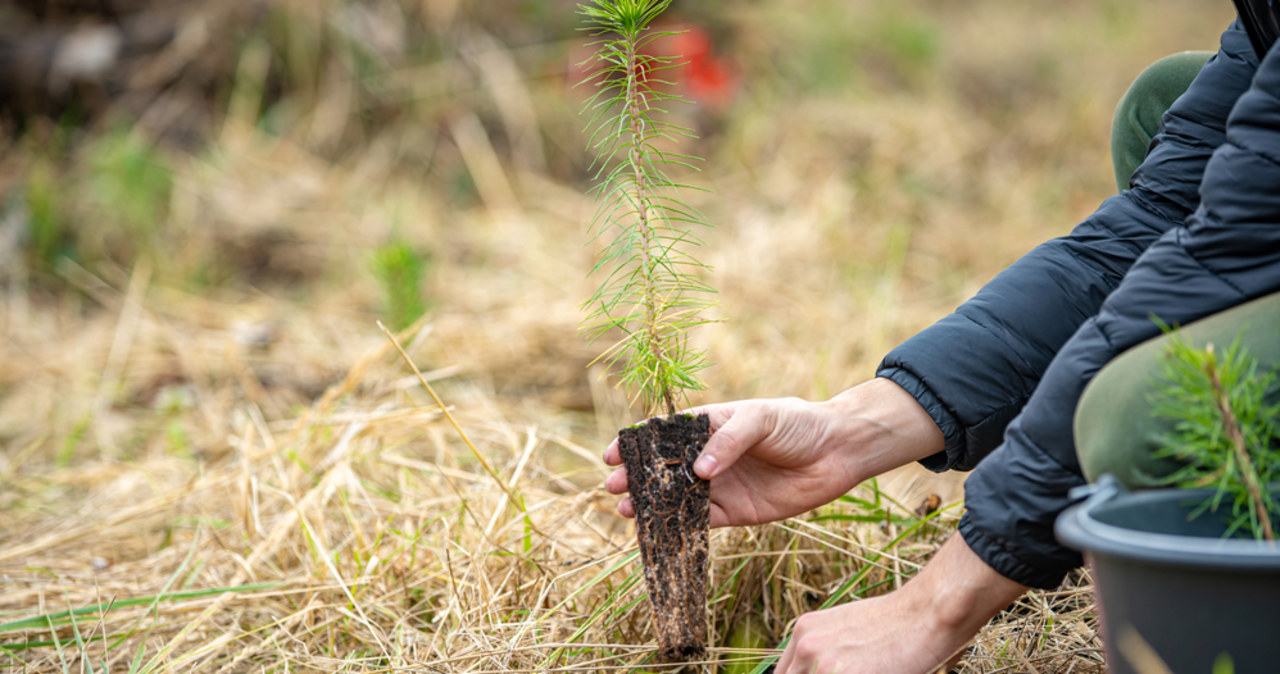 Olsztyn sadzi drzewa. „Zapobiegamy negatywnym skutkom zmian klimatycznych”