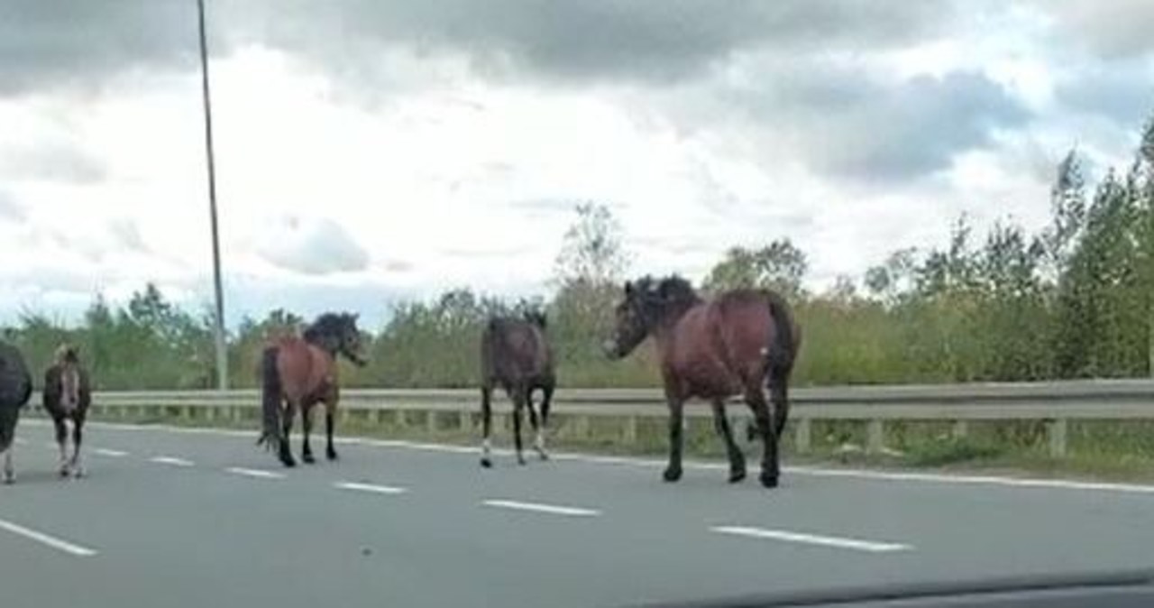 Stado koni na drodze krajowej. Zobacz nagranie z okolic Ełku