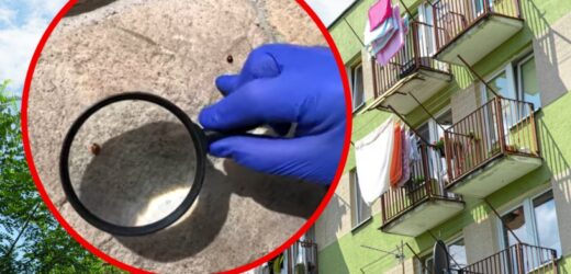 Biedronki ninja znów w natarciu. Lepiej zamykać okna – azjatycki owad kąsa też ludzi!