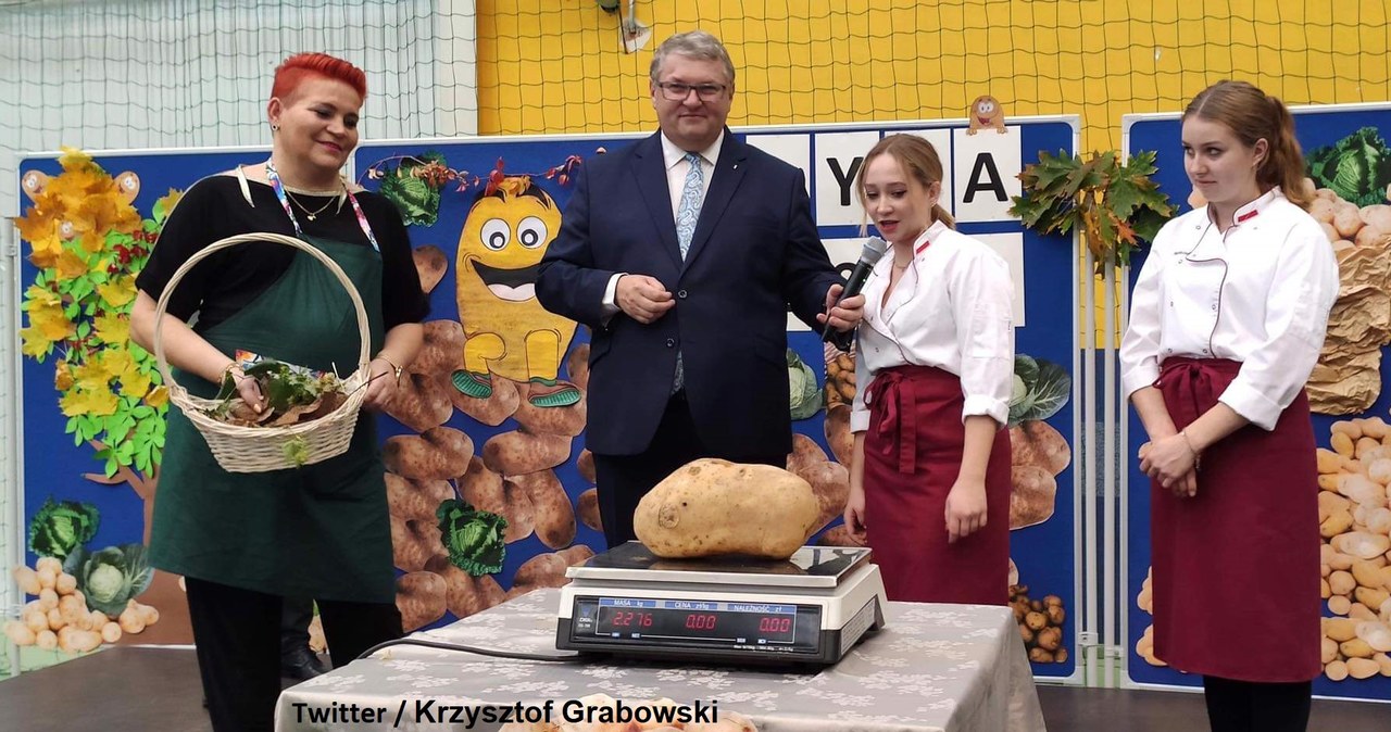 Największa pyra Wielkopolski. Ziemniak ma ponad 2 kilogramy