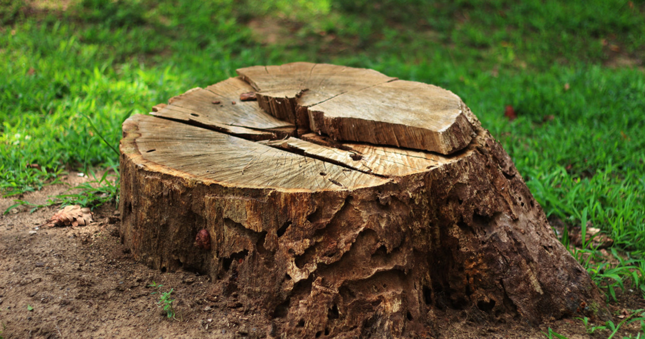 Pikieta mieszkańców Dolnego Mokotowa. Nie chcą wycinki drzew pod tramwaj do Wilanowa