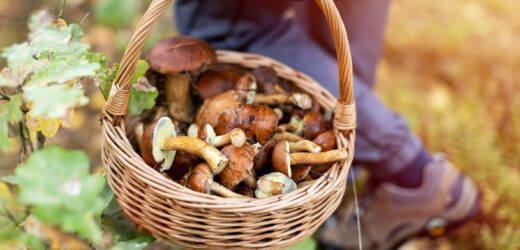 Podczas jednego wyjścia do lasu zebrał 4 tys. grzybów. Nie powiedział jeszcze ostatniego słowa
