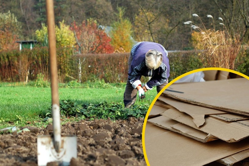 Sposób doświadczonych ogrodników. Chwasty się nie przecisną!