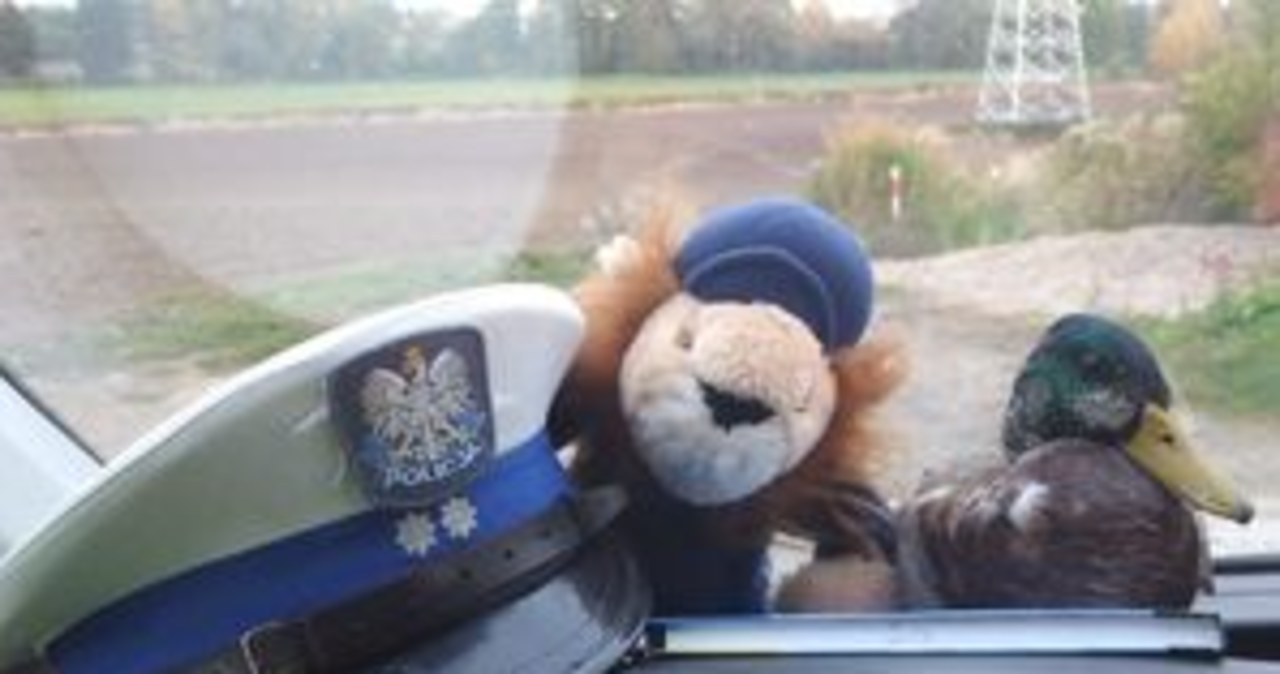 ​Ranna dzika kaczka na rondzie w Świebodzicach. Pomogli policjanci