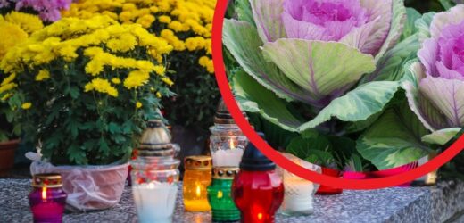 Kapusta ozdobna pobije chryzantemy? Na cmentarzach będzie hitem