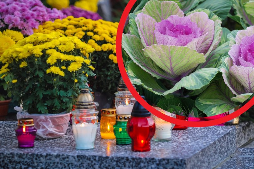 Kapusta ozdobna pobije chryzantemy? Na cmentarzach będzie hitem