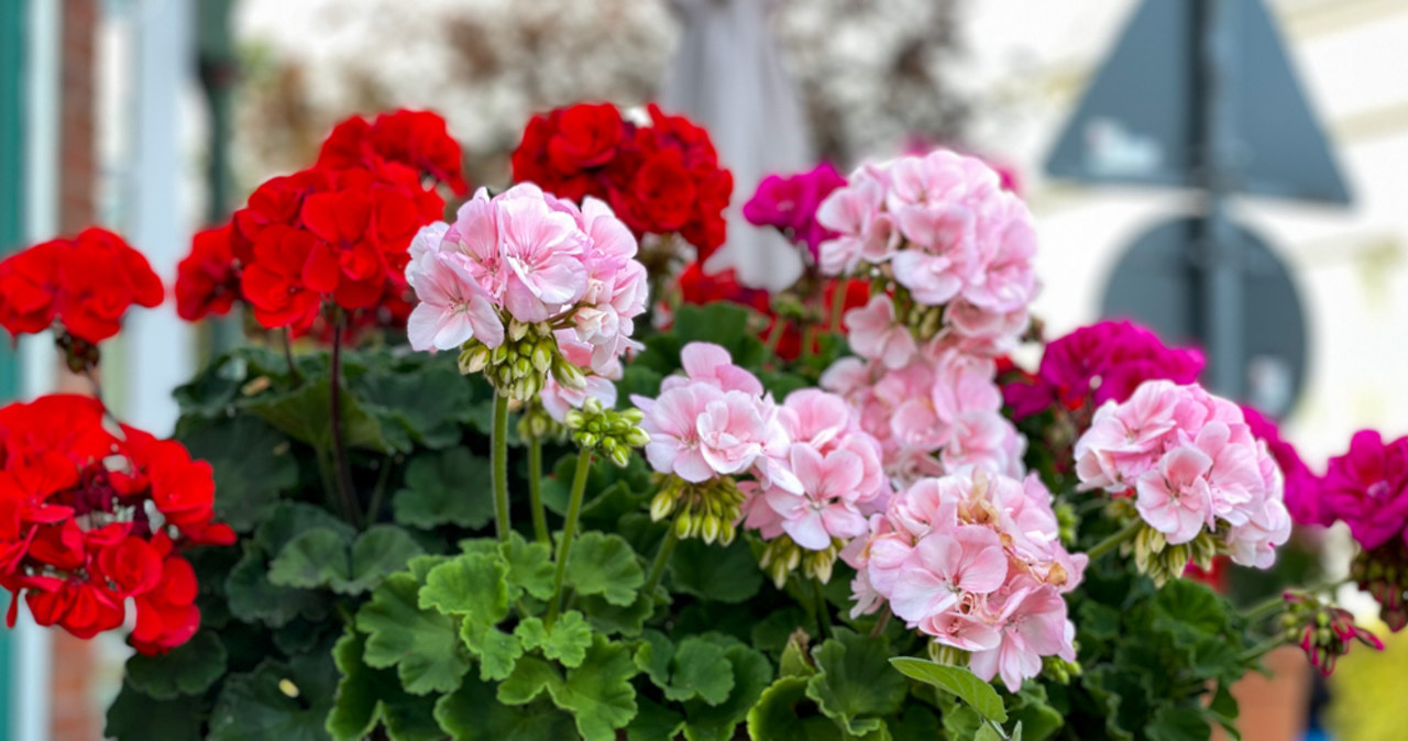 Adoptuj pelargonie z warszawskich pętli