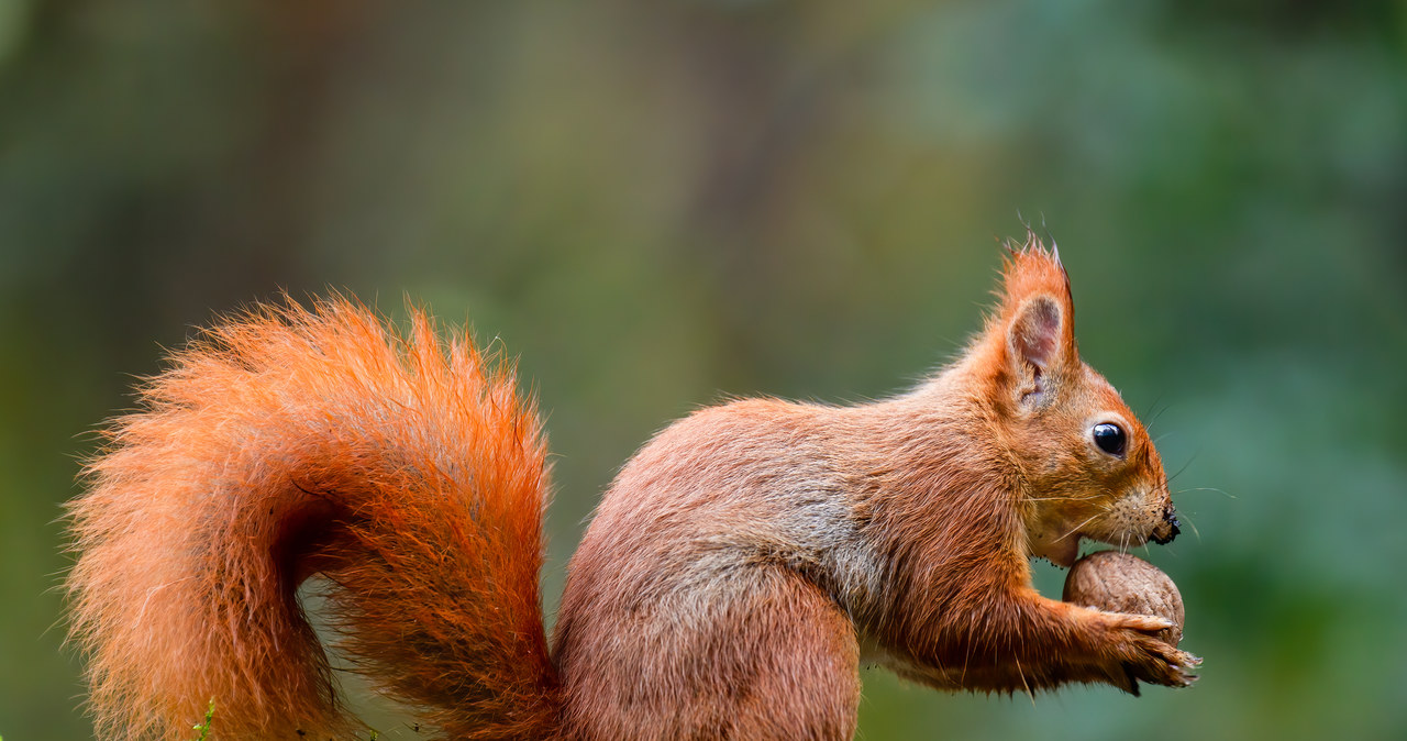 Zastrzelił wiewiórkę, bo kradła mu orzechy