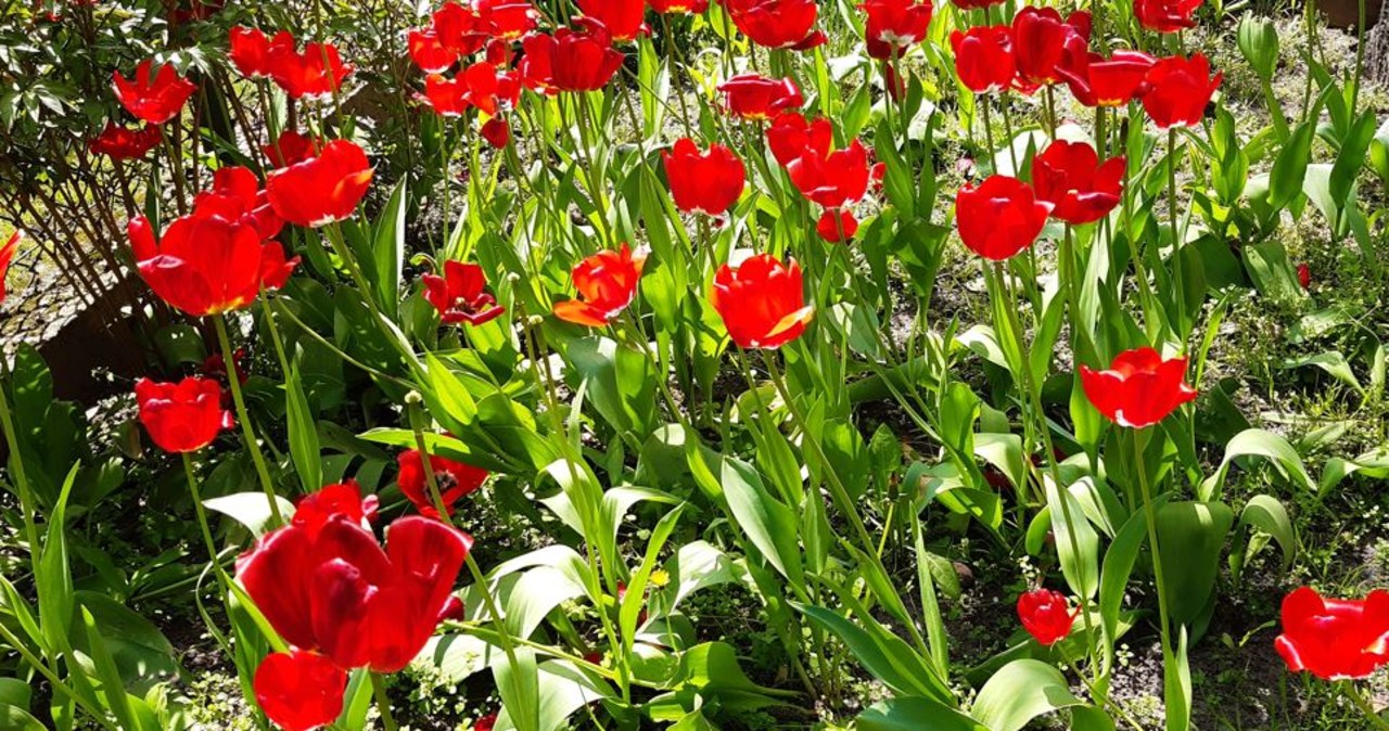 Tysiące kwiatów zakwitnie wiosną na kampusie Politechniki Krakowskiej