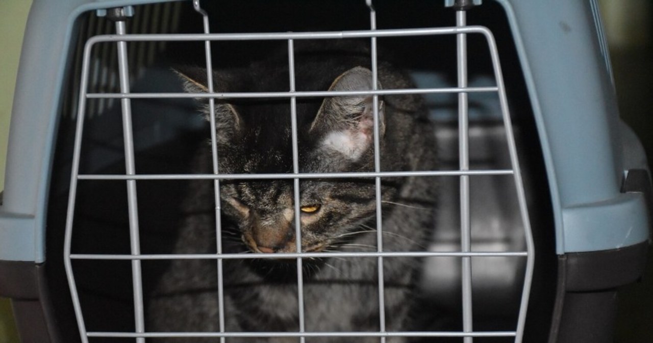 Właścicielka 11 kotów zginęła w wypadku. Zwierzaki czekają na nowe domy