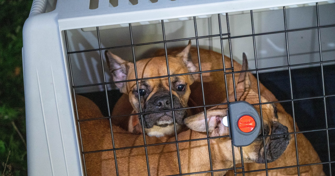 94 psy trzymane w skandalicznych warunkach. „Kleiły się od moczu”