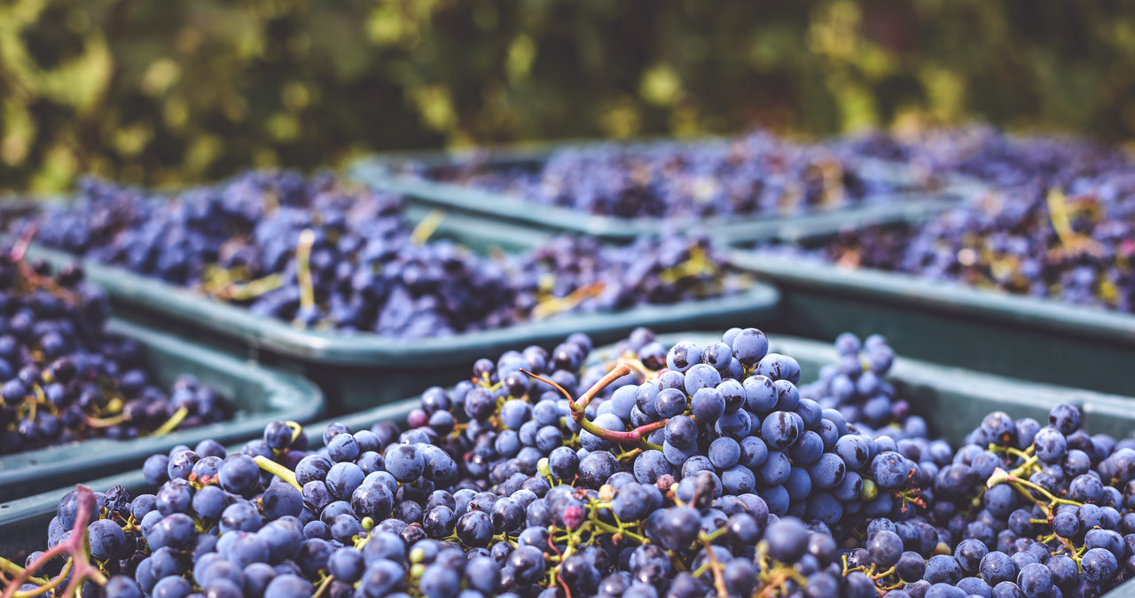 Wybrano najlepszą winiarnię w Europie. „Rzecz bez precedensu”