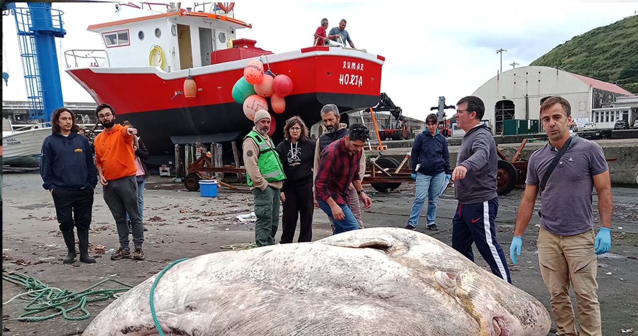 „Potwór” z Azorów: Ryba, która waży blisko 3 tony