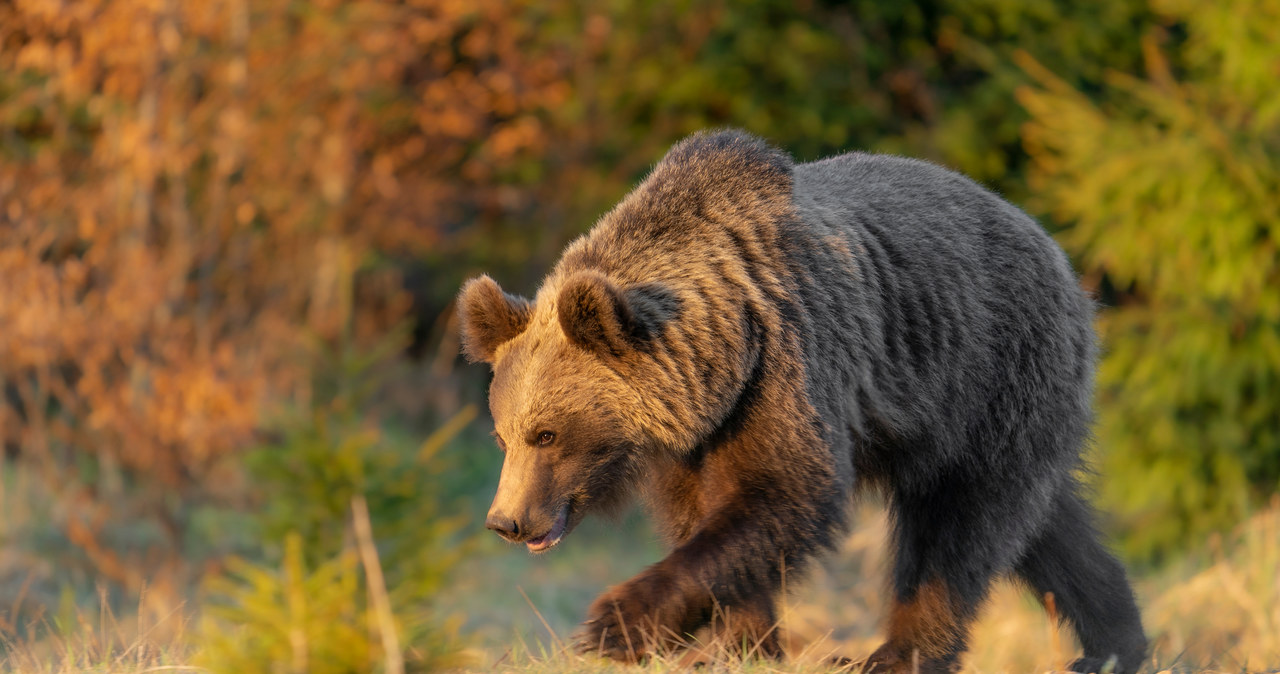 Niedźwiedź widziany w pobliżu domów. Mieszkańcy Limanowej muszą uważać