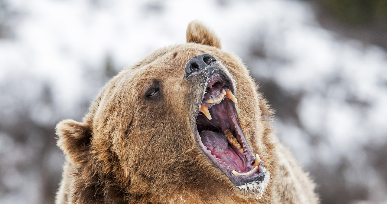 Niedźwiedź zaatakował leśniczego. Mężczyzna ma rozległe rany